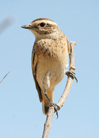 Whinchat (Male Autumn)