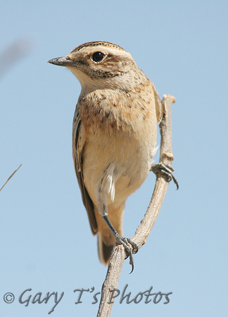 Whinchat (Male Autumn)