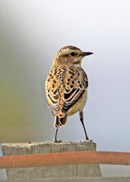 Whinchat (Female)