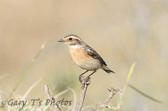 Whinchat (Female)