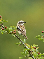 Whinchat (Male Summer)