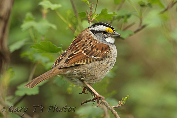 White-throated Sparrow (Adult)