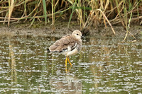White-tailed Plover