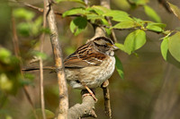 White-throated Sparrow (Adult)