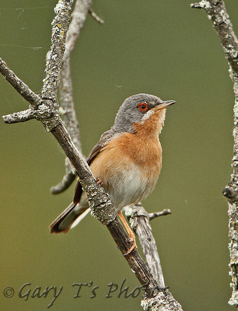 Western Subalpine Warbler (Male)