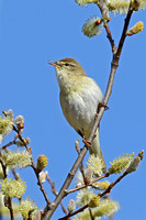 Willow Warbler (Adult)