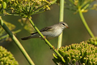 Willow Warbler (Adult)