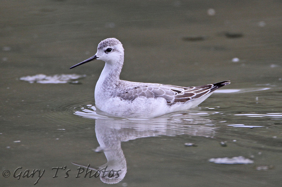 Wilson's Phalarope (1st Winter)