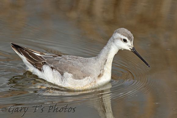 Wilson's Phalarope (1st Winter)