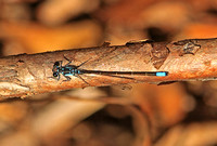 Pacific Forktail (Ischnura cervula - Male)