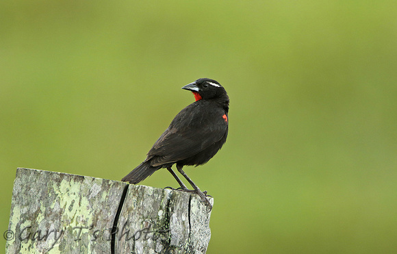 White-browed Blackbird (Male)