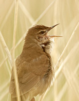 Savi's Warbler (Male)