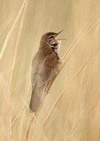 Savi's Warbler (Male)
