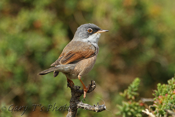 Spectacled Warbler (Male)