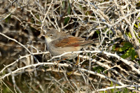 Spectacled Warbler (Female)