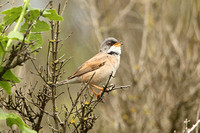 Spectacled Warbler (1st Summer Male)