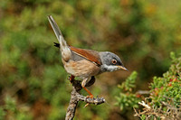 Spectacled Warbler (Male)
