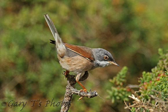 Spectacled Warbler (Male)