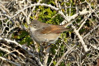 Spectacled Warbler (Female)
