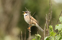 Spectacled Warbler (1st Summer Male)