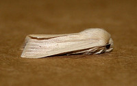 Common Wainscot (Mythimna pallens)