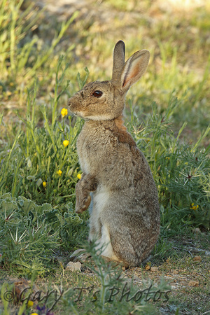 European Rabbit (Oryctolagus cuniculus - Adult)