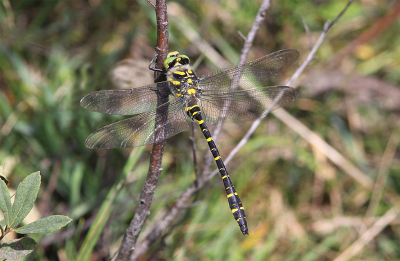 Golden-ringed Dragonfly (Male)
