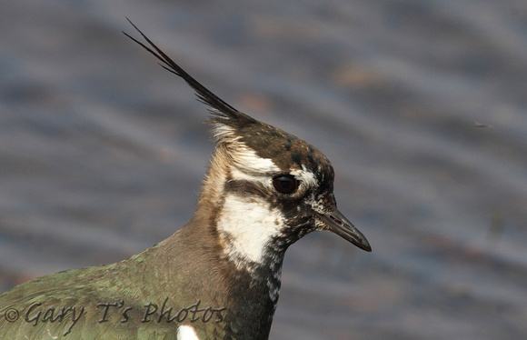 Lapwing (Adult Summer)