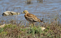 Eurasian Stone Curlew (Adult)