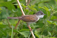 Common Whitethroat