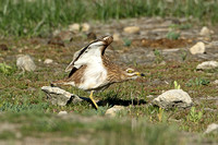 Eurasian Stone Curlew (Adult)
