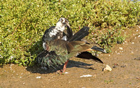 Lapwing (Adult Summer)