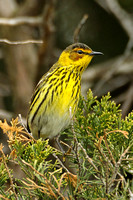 Cape May Warbler (Male)