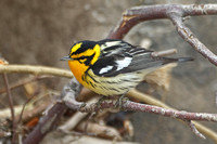 Blackburnian Warbler (Male)