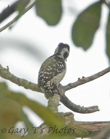 Brown-capped Woodpecker (Female)