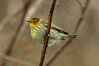 Cape May Warbler (Female)