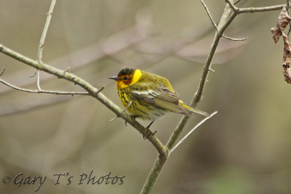 Cape May Warbler (Male)