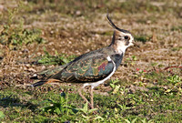 Lapwing (Adult Winter)