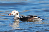 Long-tailed Duck (1st Winter Drake)