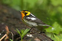 Blackburnian Warbler (Male)