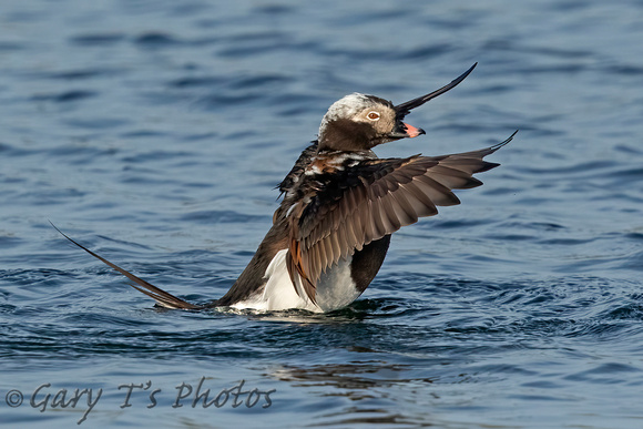 Long-tailed Duck (Drake Summer)