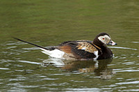 Long-tailed Duck (Drake Summer)