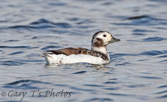Long-tailed Duck (1st Winter Duck)