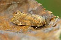 Lesser-spotted Pinion (Cosmia affinis)