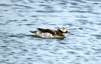 Long-tailed Duck (Drake Moulting)