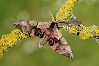 Eyed Hawk-moth (Smerinthus ocellatus)
