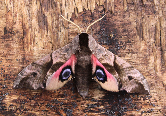 Eyed Hawk-moth (Smerinthus ocellatus)