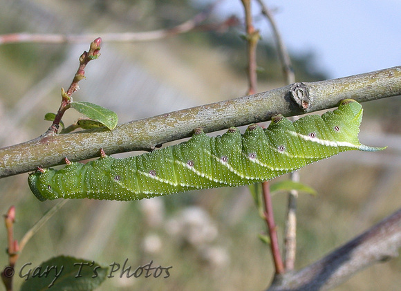 Eyed Hawk-moth (Smerinthus ocellatus - Caterpillar)