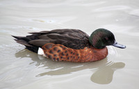 Chestnut-breasted Teal