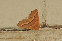 October Thorn (Tetracis jubararia)